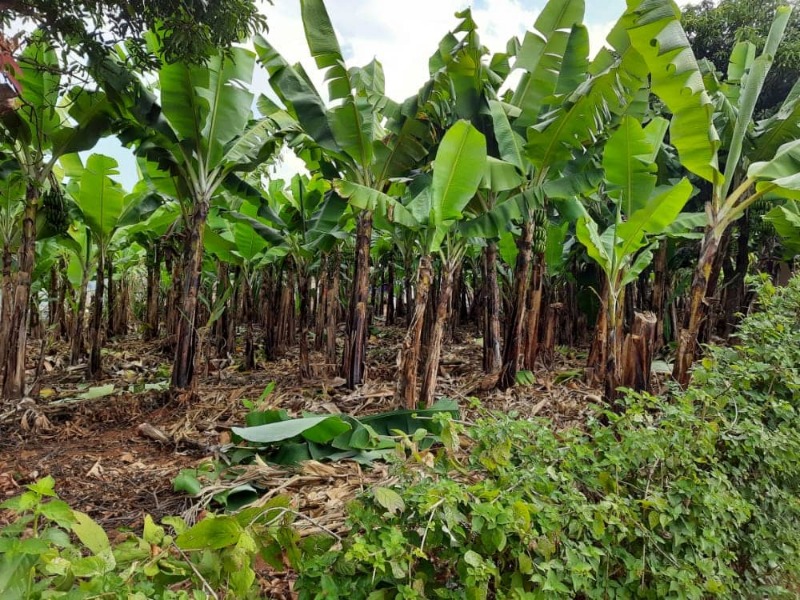 Manicaland - Community Projects